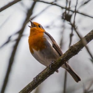 Birding Hike at Mahr Park Arboretum