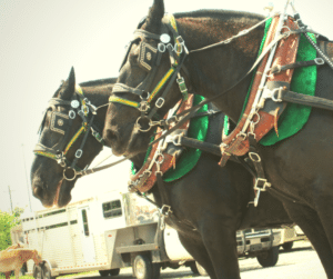 Close up of mules at Dawson Springs Mule Days