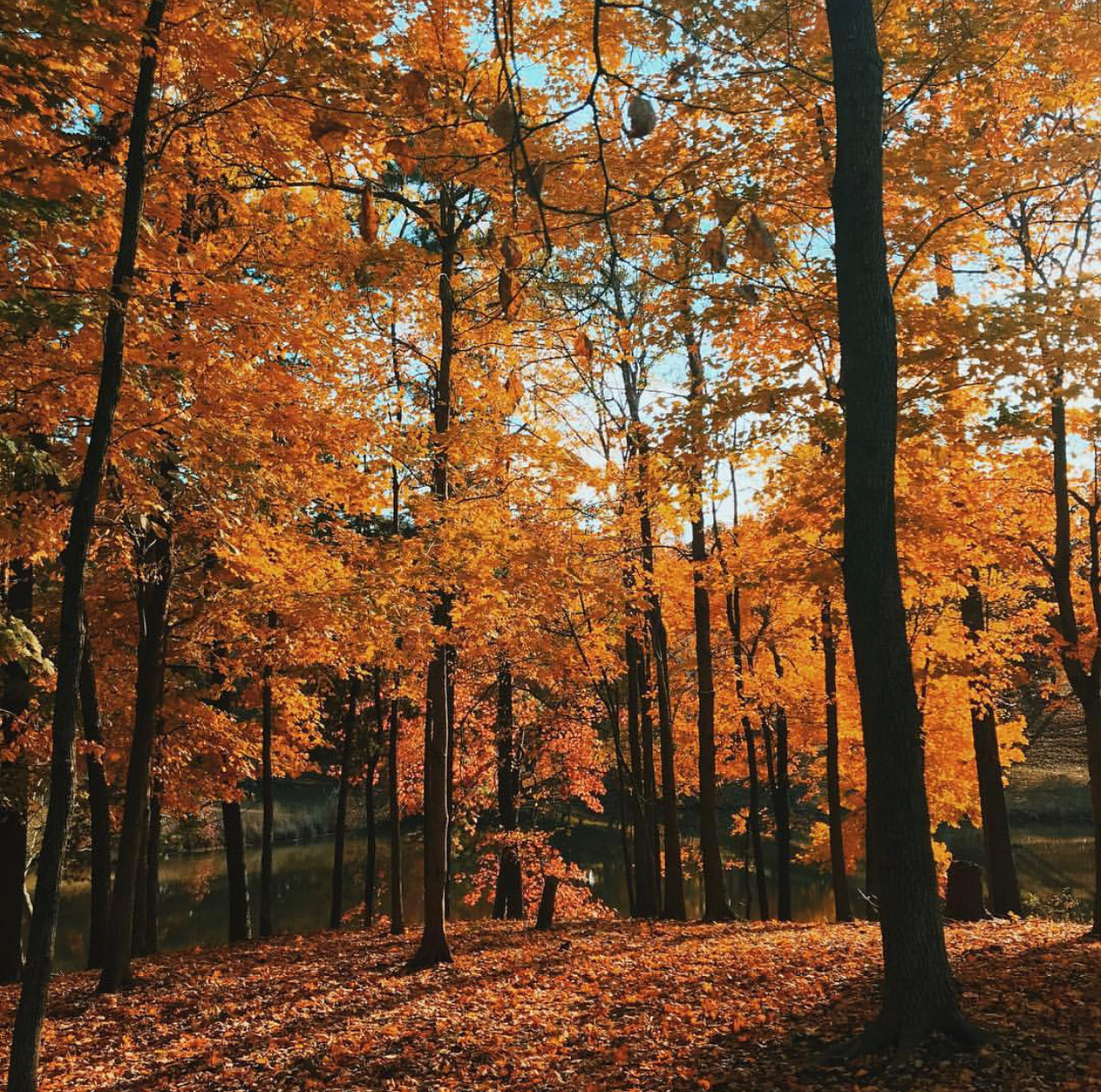 Fall Colors at Mahr Park Arboretum in Madisonville