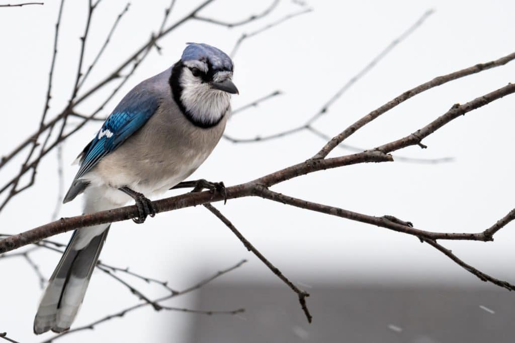 A Blue Jay perches in the Winter at Mahr Park